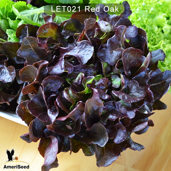 Lettuce-red-oak