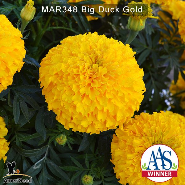 Marigold-Big-Duck-Gold-1