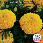 Marigold-Big-Duck-Gold-2