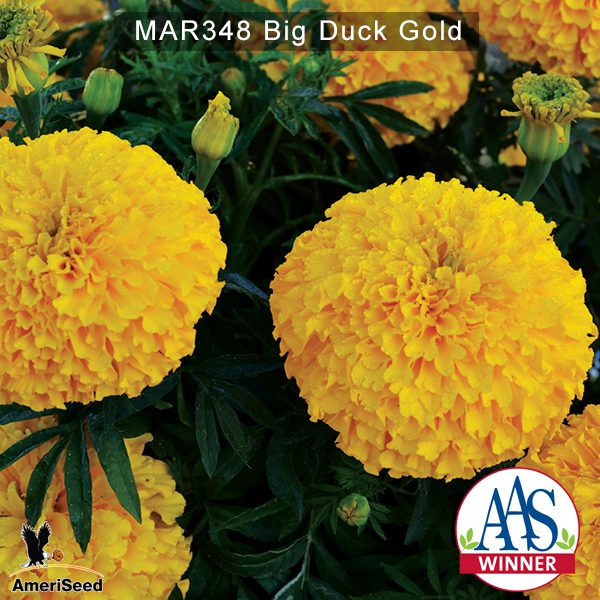 Marigold-Big-Duck-Gold-2