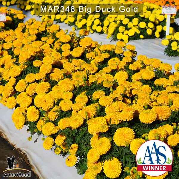 Marigold-Big-Duck-Gold