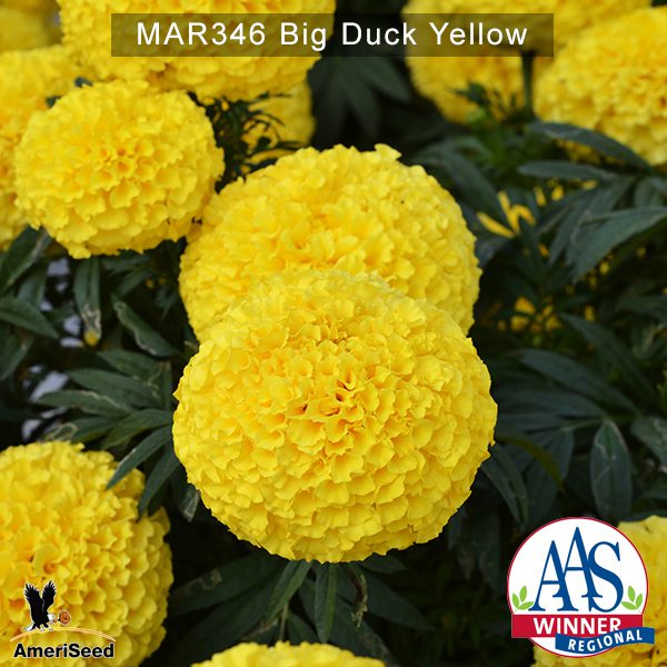 Marigold-Big-Duck-Yellow-1