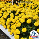 Marigold-Big-Duck-Yellow