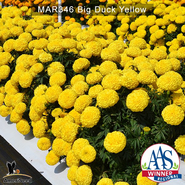 Marigold-Big-Duck-Yellow