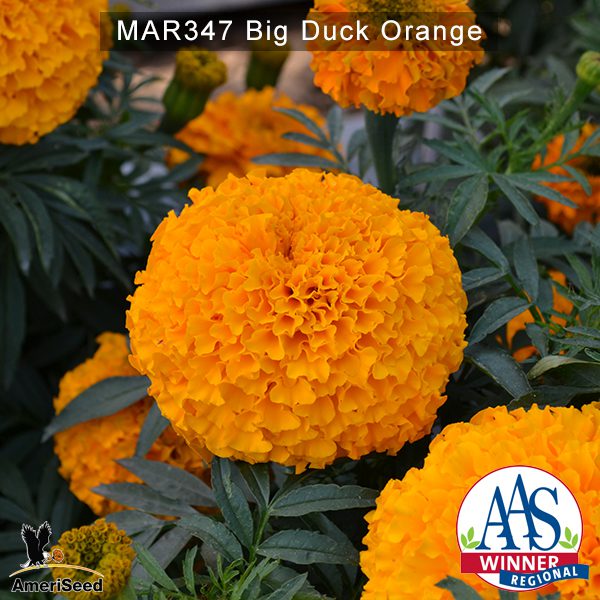 Marigold-Big-Duck-orange-1