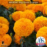 Marigold-Big-Duck-orange