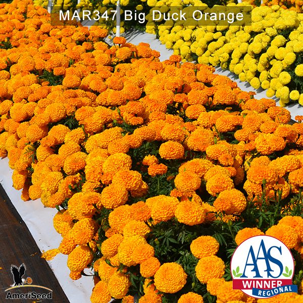 Marigold-Big-Duck-orange-2