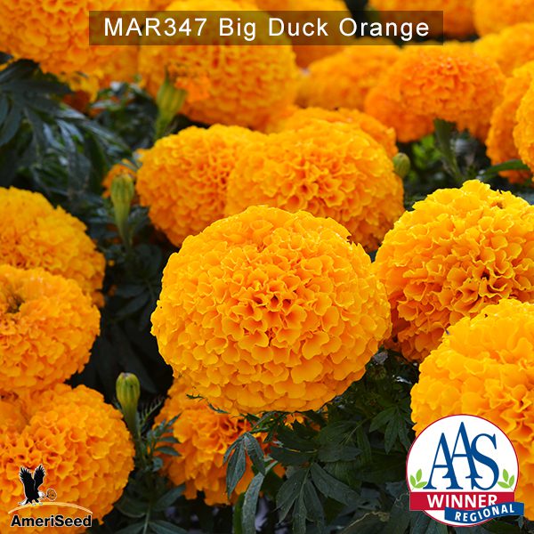 Marigold-Big-Duck-orange