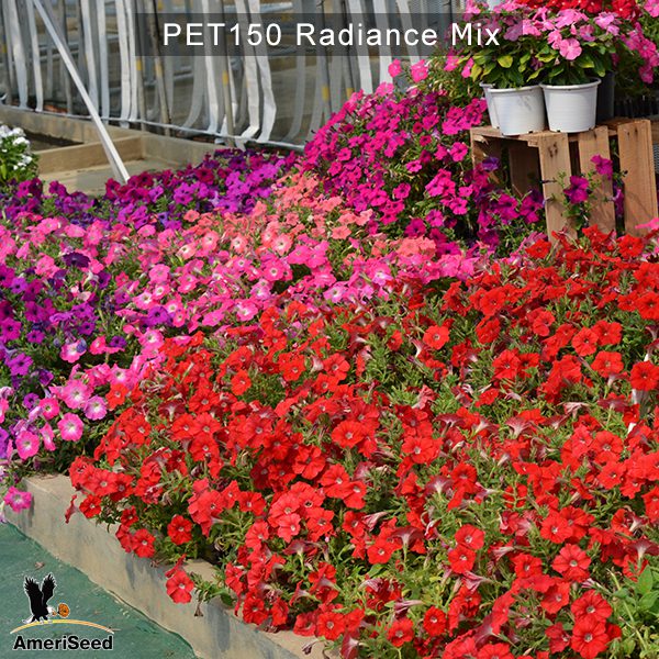 PET150-Rediance-Mix-1