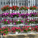 PET150-Rediance-Mix-3