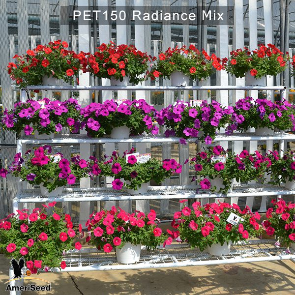 PET150-Rediance-Mix-3
