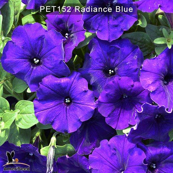 PET152-Radiance-Blue-1