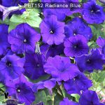 PET152-Radiance-Blue-3