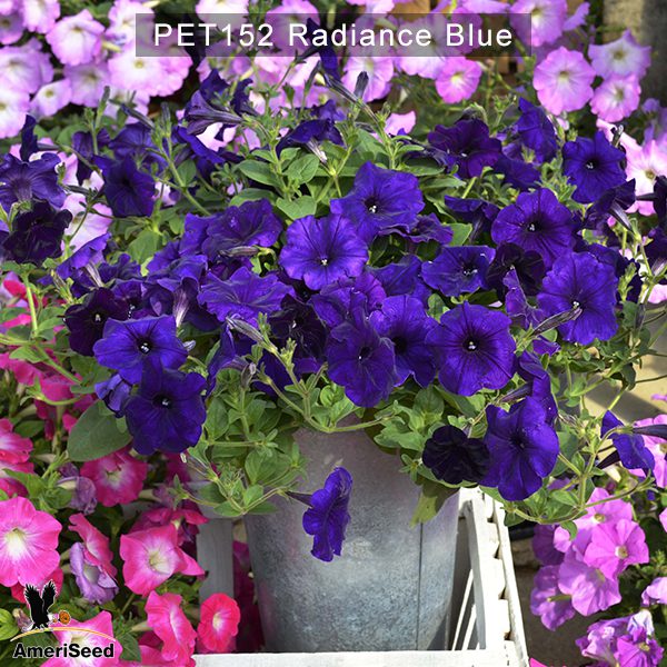 PET152-Radiance-Blue-4