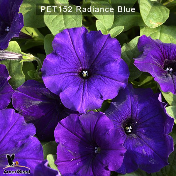 PET152-Radiance-Blue