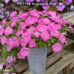 PET154-Rediance-Pink-1