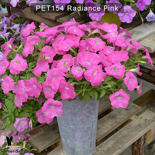PET154-Rediance-Pink-1