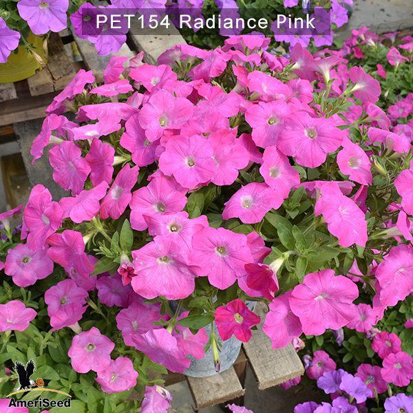 PET154-Rediance-Pink-3