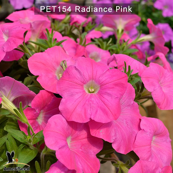 PET154-Rediance-Pink