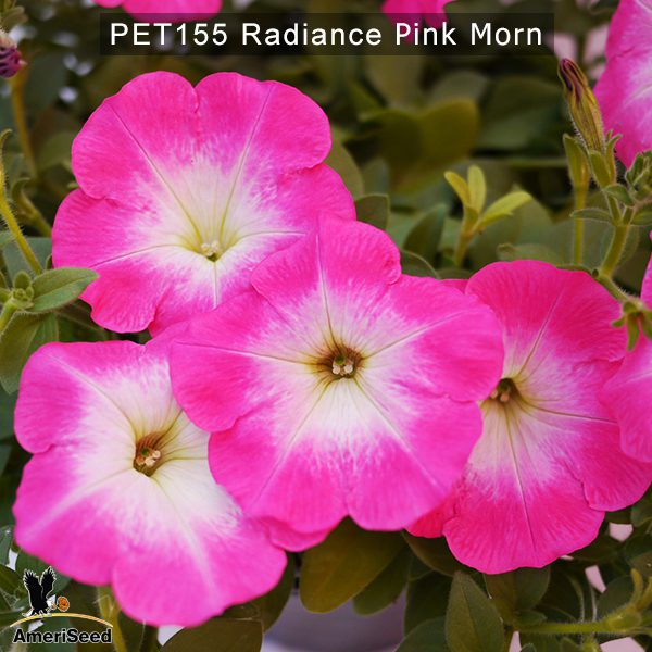 PET155-Rediance-Pink-Morn-1