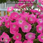 PET155-Rediance-Pink-Morn