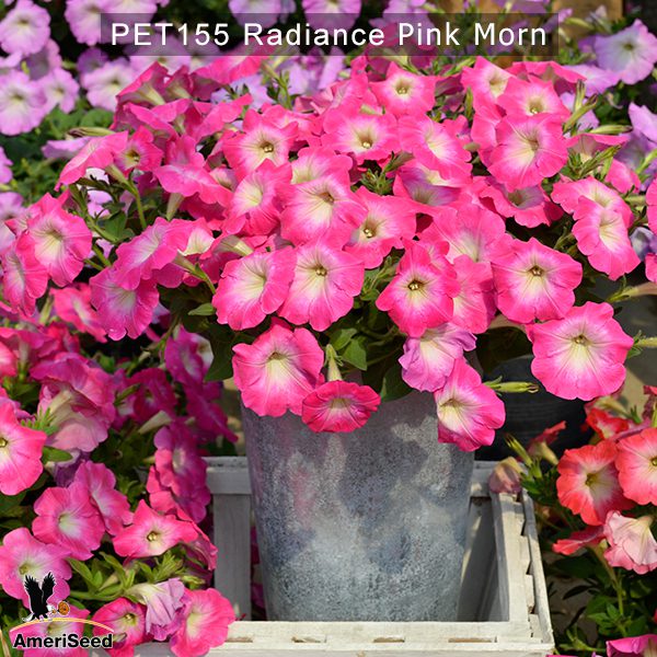 PET155-Rediance-Pink-Morn-3