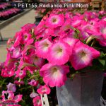 PET155-Rediance-Pink-Morn-4