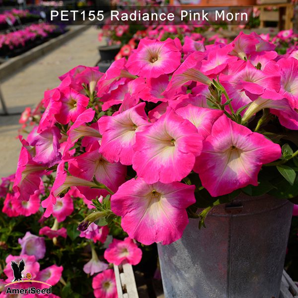 PET155-Rediance-Pink-Morn-4