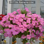 PET156-Rediance-Lilac-1