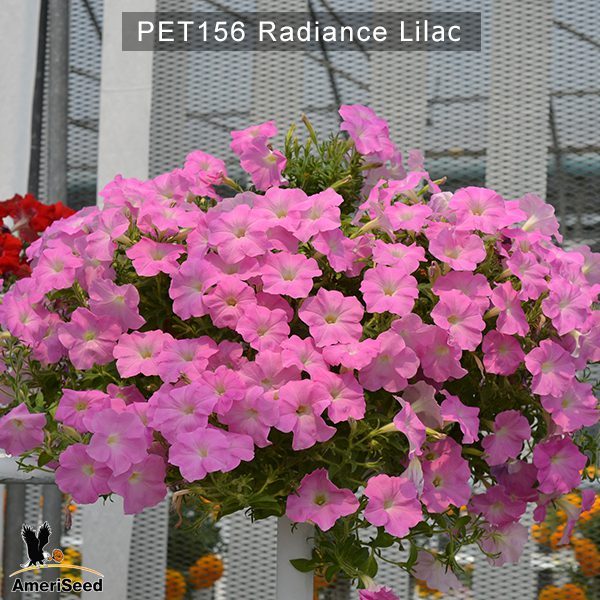 PET156-Rediance-Lilac-1