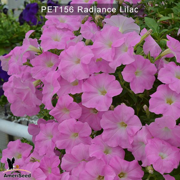 PET156-Rediance-Lilac-2
