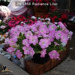 PET156-Rediance-Lilac-3
