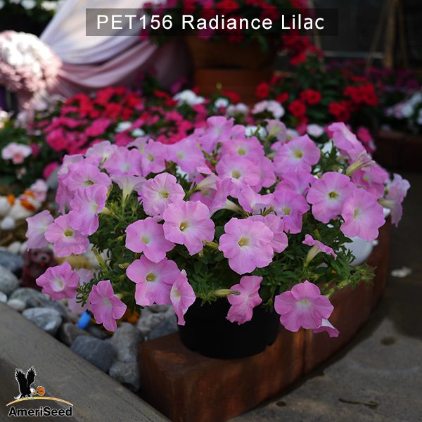 PET156-Rediance-Lilac-3