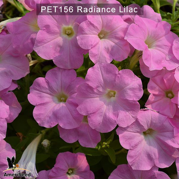 PET156-Rediance-Lilac