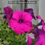 PET157-Rediance-Purple-