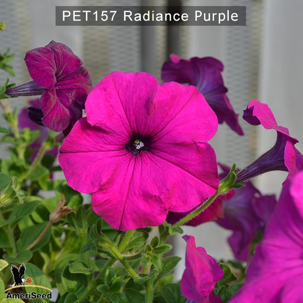PET157-Rediance-Purple-