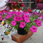 PET157-Rediance-Purple-1