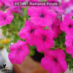 PET157-Rediance-Purple-2