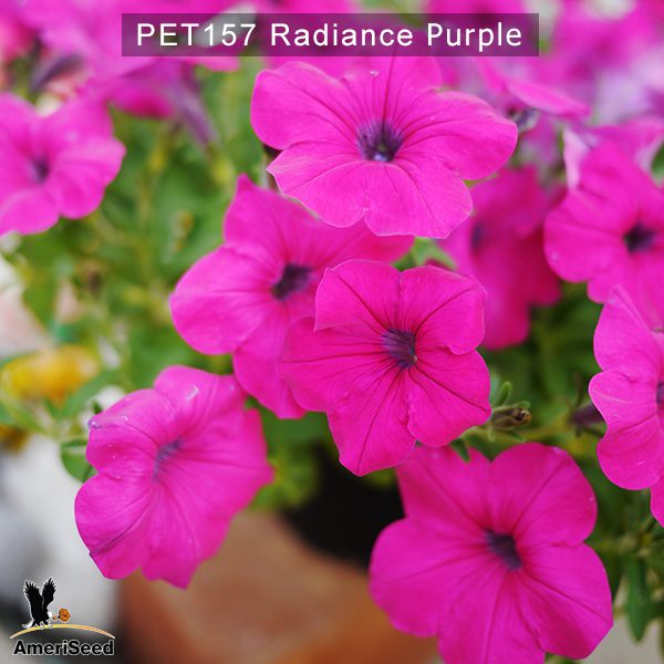 PET157-Rediance-Purple-2