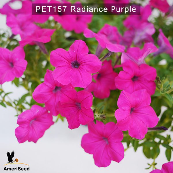 PET157-Rediance-Purple