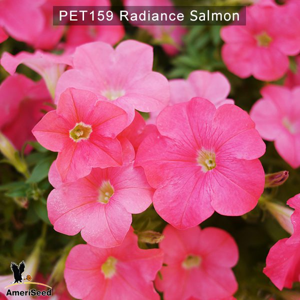 PET159-Rediance-salmon-1