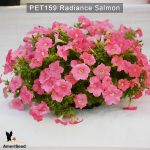 PET159-Rediance-salmon