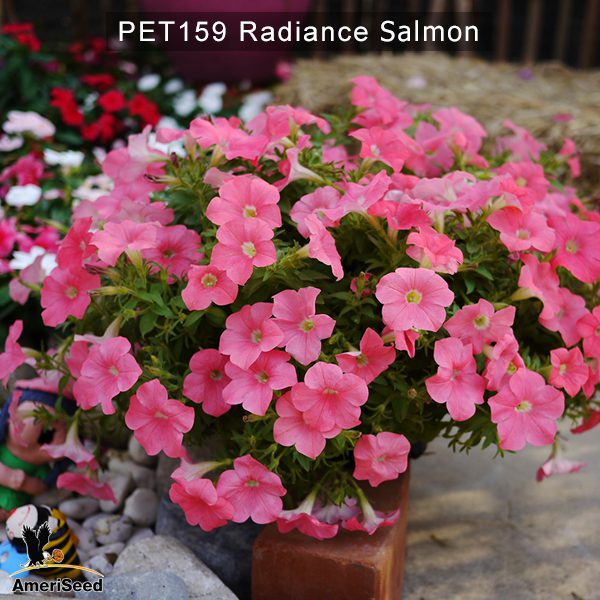 PET159-Rediance-salmon-2