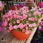 PET159-Rediance-salmon-3