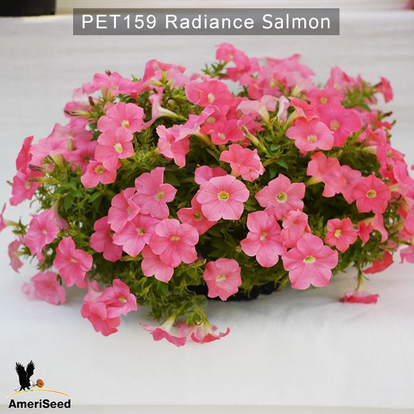 PET159-Rediance-salmon