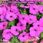 PET160-Rediance-grape-2