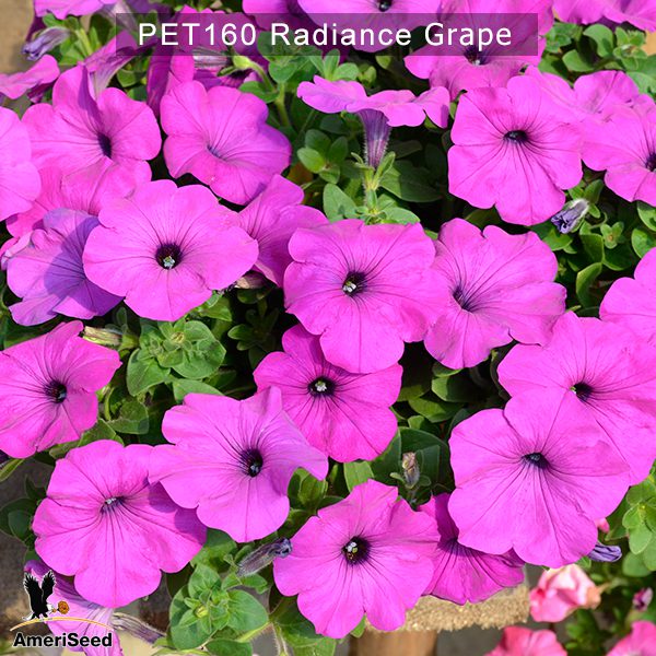 PET160-Rediance-grape-2