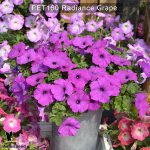 PET160-Rediance-grape-3