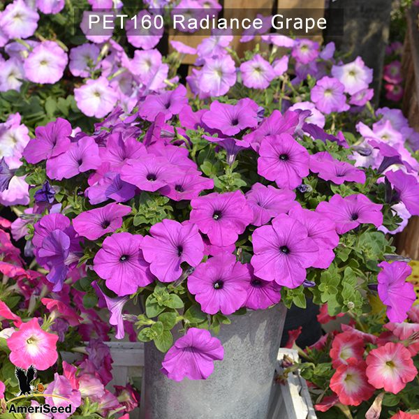 PET160-Rediance-grape-3