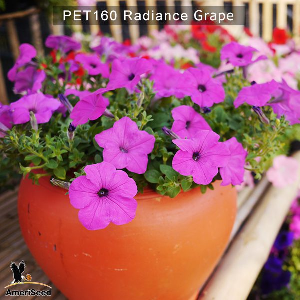PET160-Rediance-grape